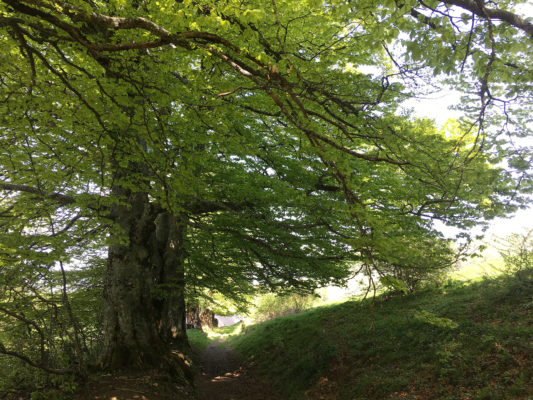 2019-Themes-Saleve-sauvage-ZenAventures-Ines-Thoms-001