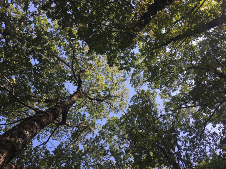 2019-Themes-Marche-Meditation-ZenAventures-Ines-Thoms-004