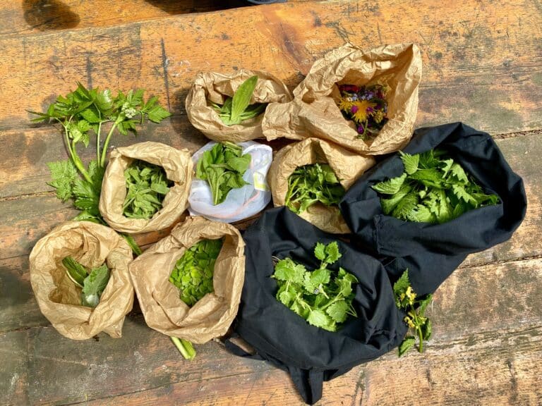 Découverte et dégustation plantes sauvages comestibles Évolène Valais Suisse